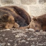 Alvó medvék