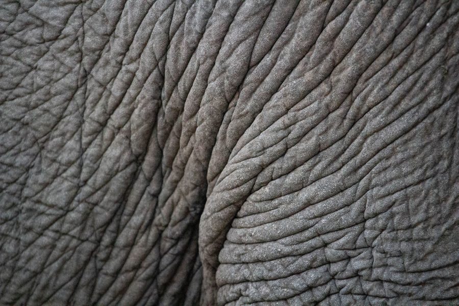 Az elefánt bőre