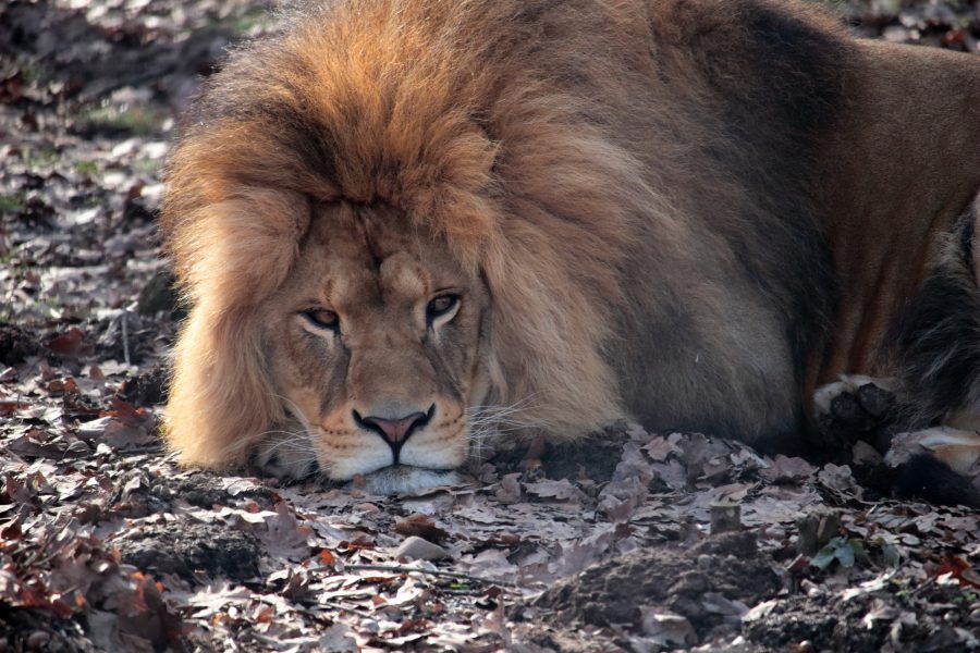 Unatkozó oroszlán