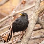 Fekete rigó (Turdus merula)