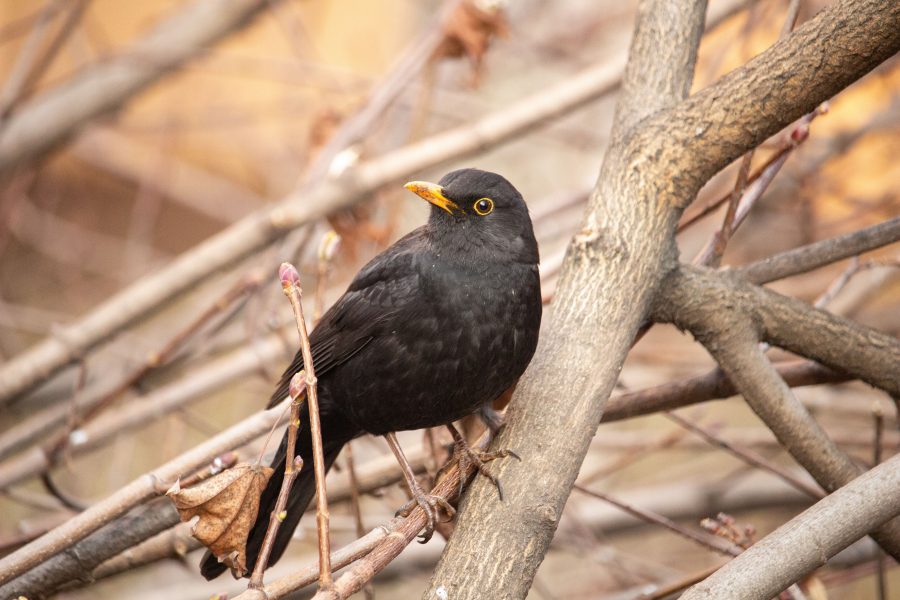 Fekete rigó (Turdus merula)