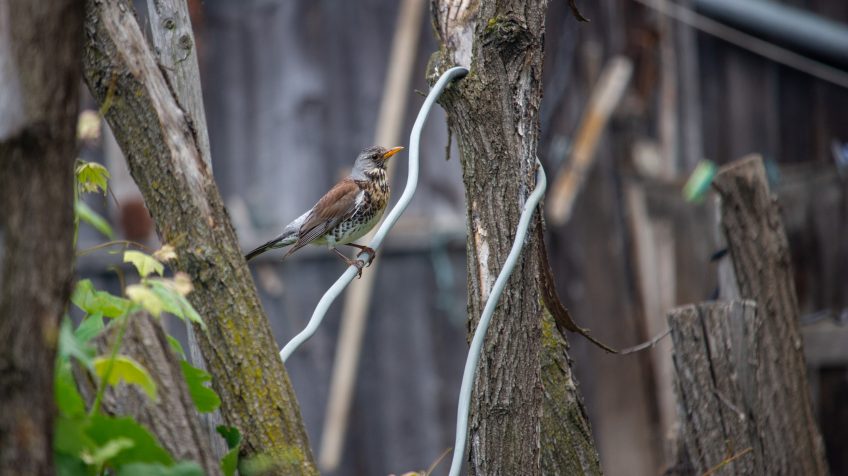 Fenyőrigó (Turdus pilaris)