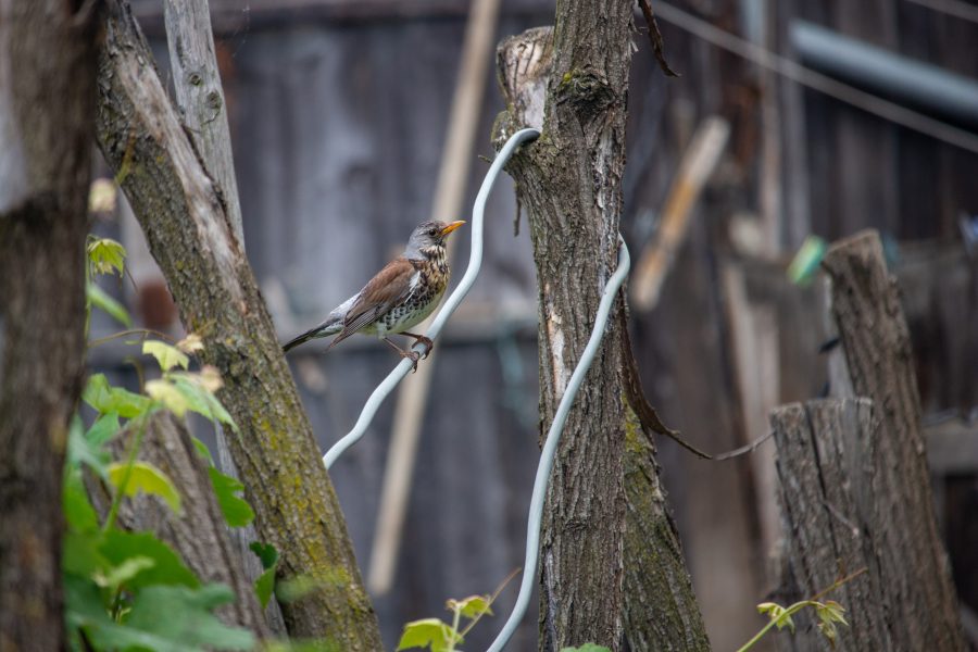 Fenyőrigó (Turdus pilaris)