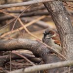 Házi veréb (Passer domesticus)