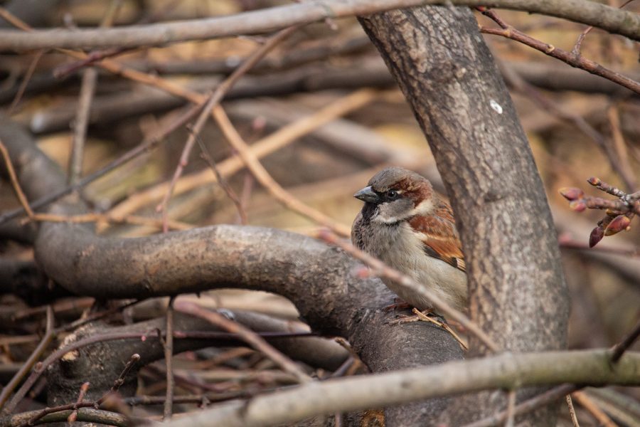 Házi veréb (Passer domesticus)