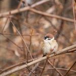 Mezei veréb (Passer montanus)