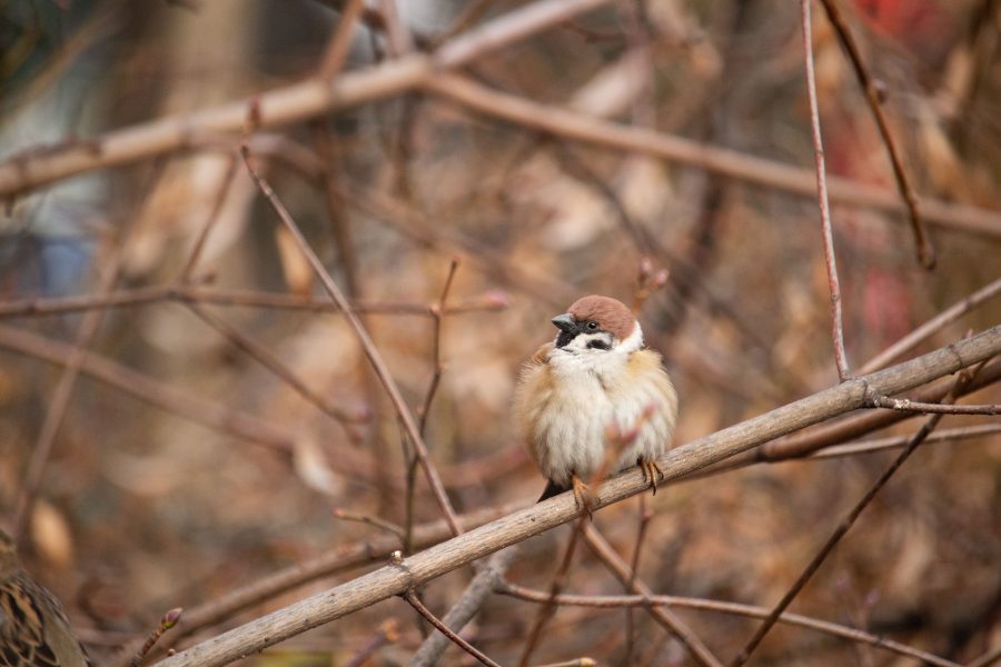 Mezei veréb (Passer montanus)