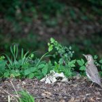 Énekes rigó (Turdus philomelos)