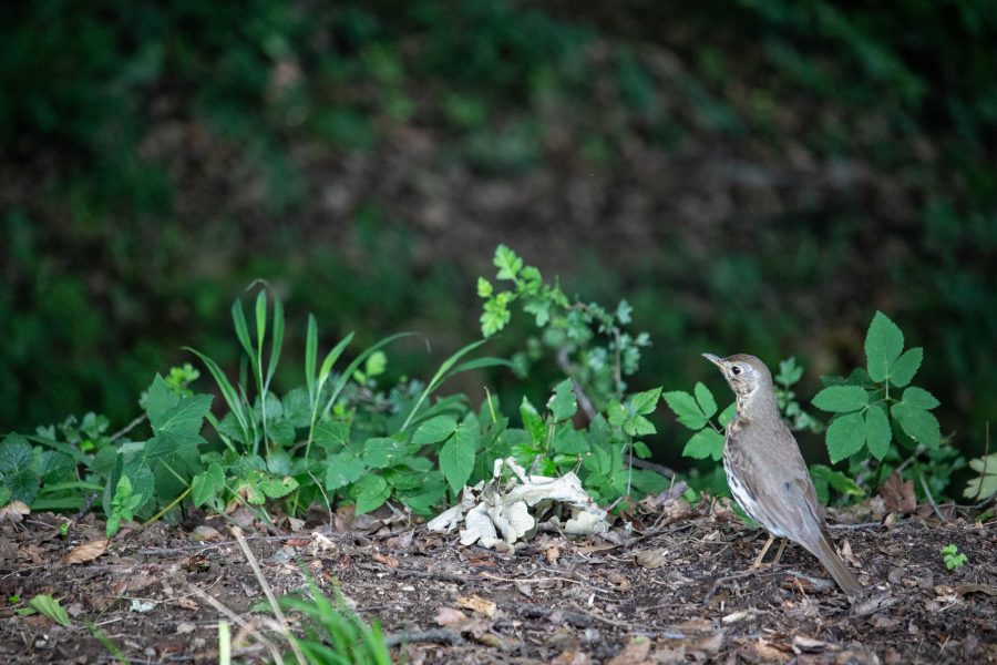 Énekes rigó (Turdus philomelos)