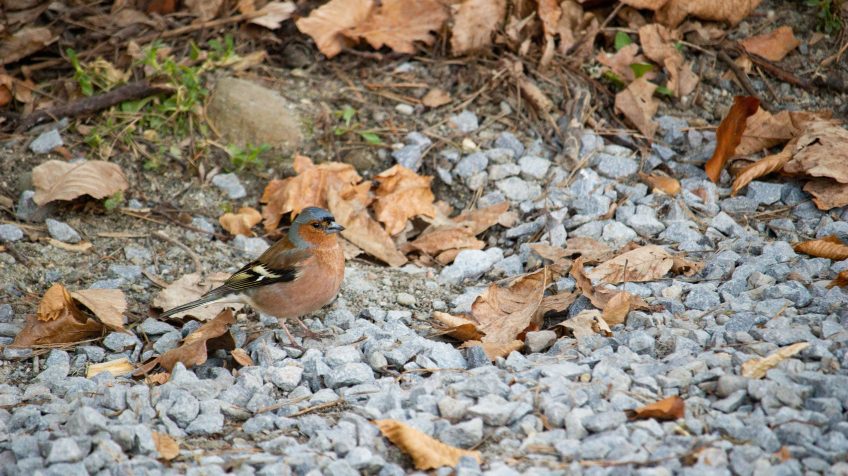 Erdei pinty (Fringilla coelebs)