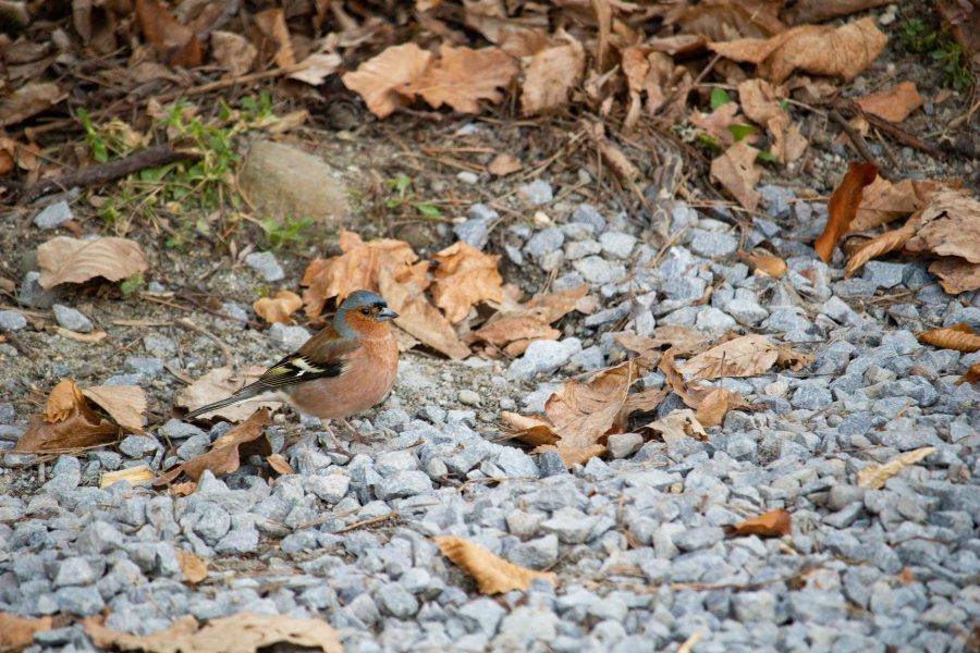 Erdei pinty (Fringilla coelebs)