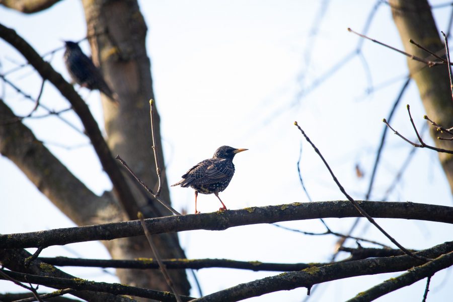 Seregély (Sturnus vulgaris)