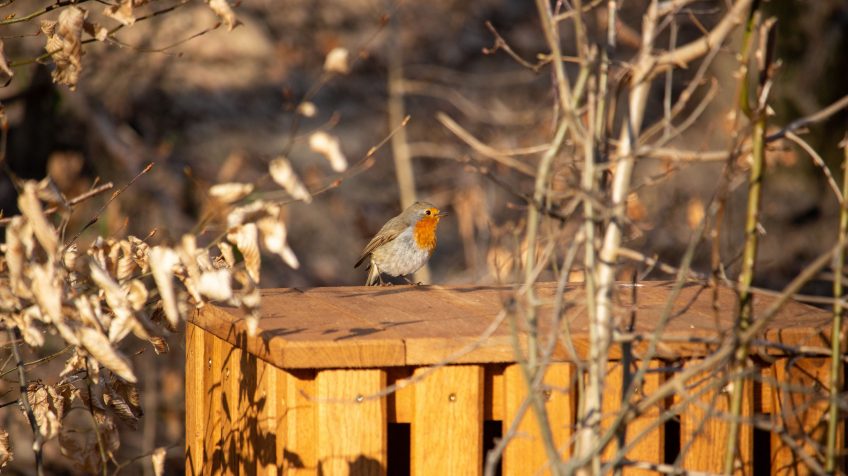 Vörösbegy (Erithacus rubecula)