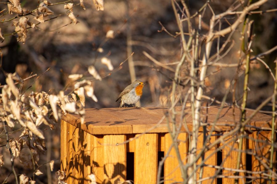 Vörösbegy (Erithacus rubecula)