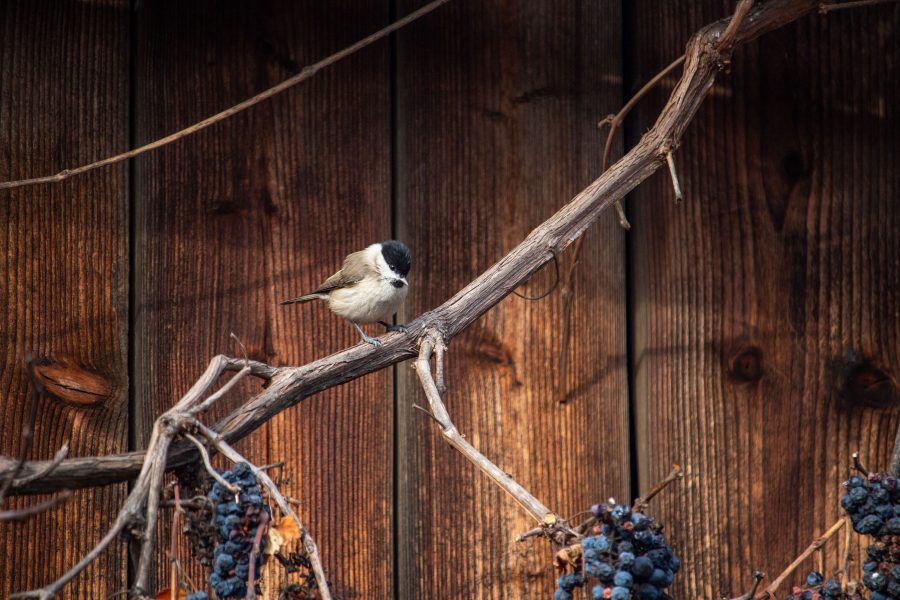 Barátcinege (Poecile palustris)