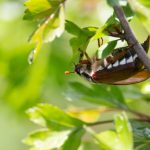 Májusi cserebogár (Melolontha melolontha)