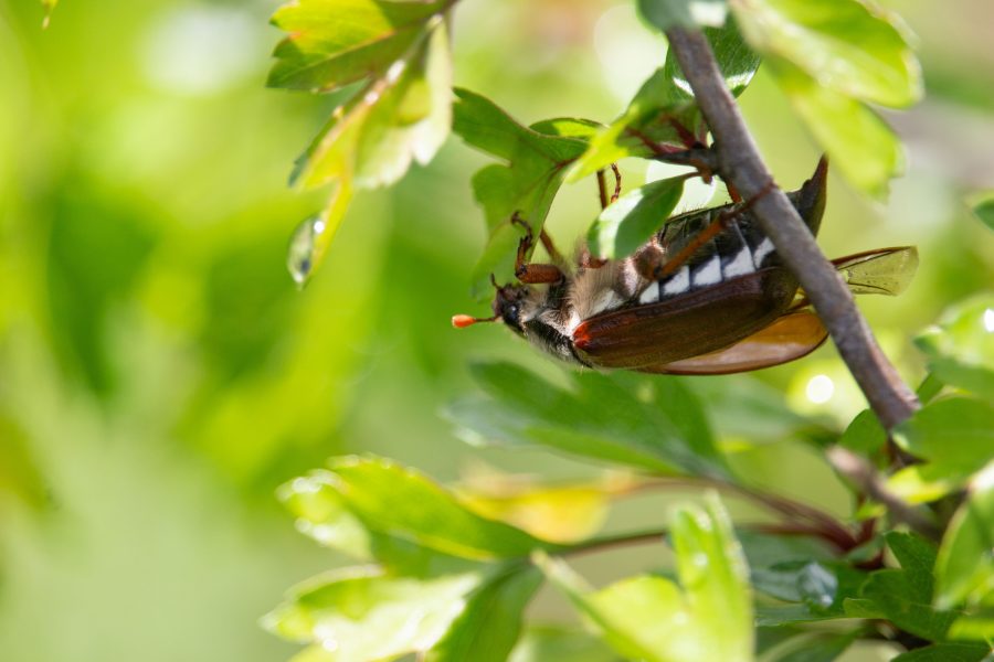 Májusi cserebogár (Melolontha melolontha)