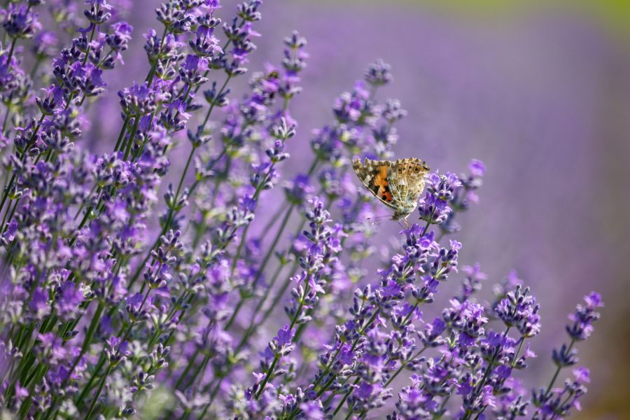 Közönséges levendula (Lavandula angustifolia)