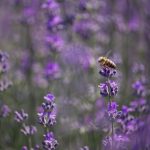 Méhecskék a levendulásban