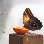 A pillangók kedvenc eledele a narancs
