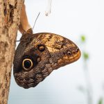 Denevérlepke (Caligo uranus)
