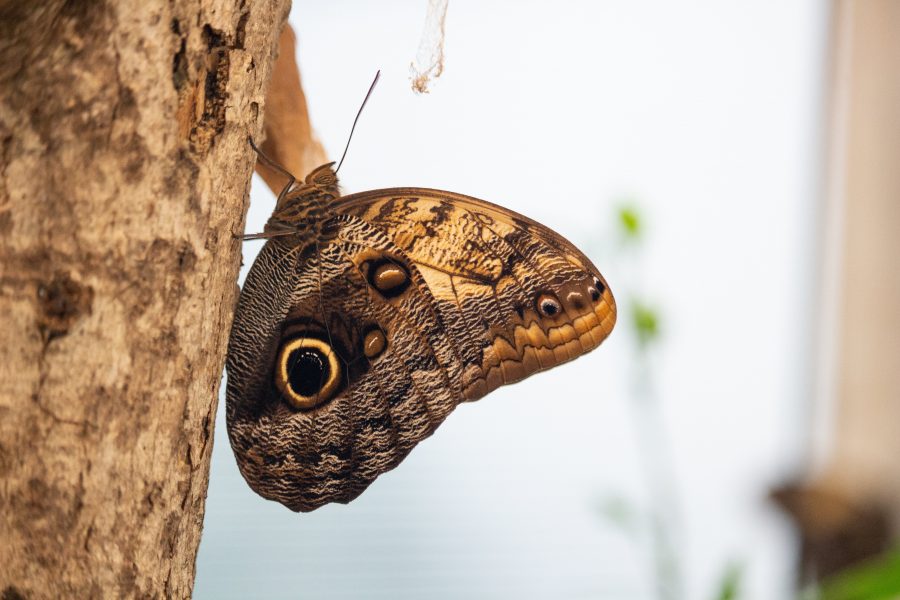 Denevérlepke (Caligo uranus)