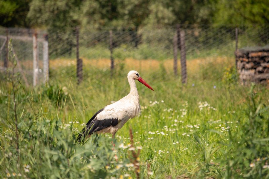 Fehér gólya (Ciconia ciconia)