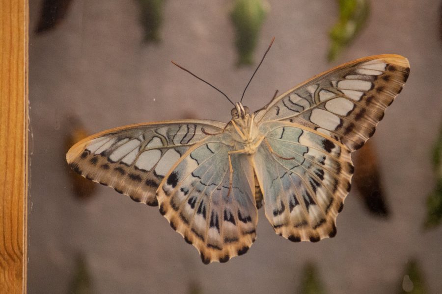 Malachit lepke (Siproeta stelenes)