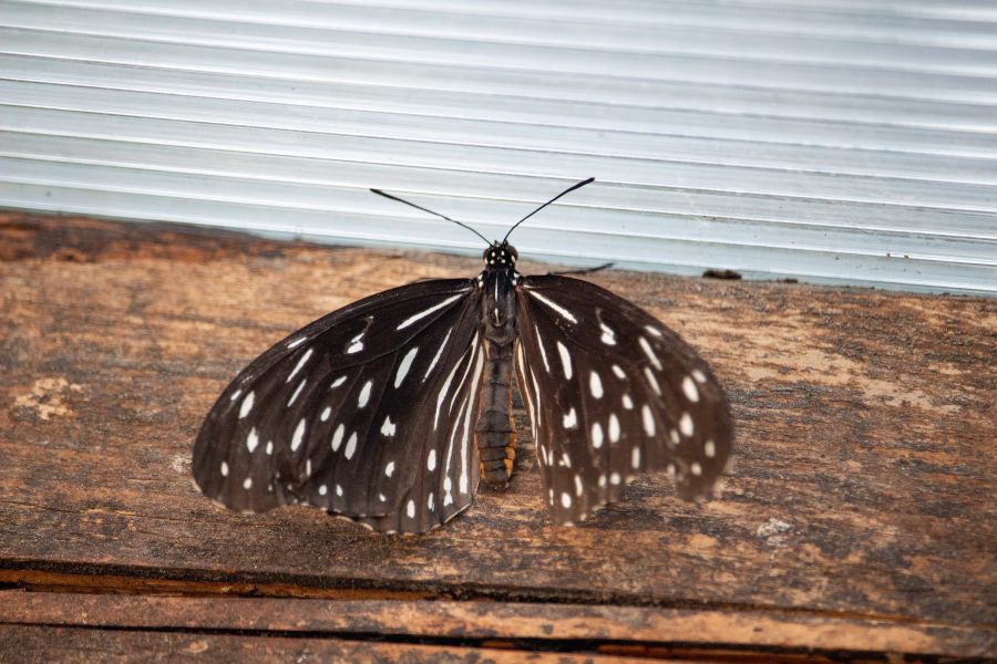 Narancssávos cipőlepke (Catonephele orites)