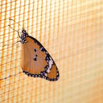 Pompás királylepke (Danaus plexippus)