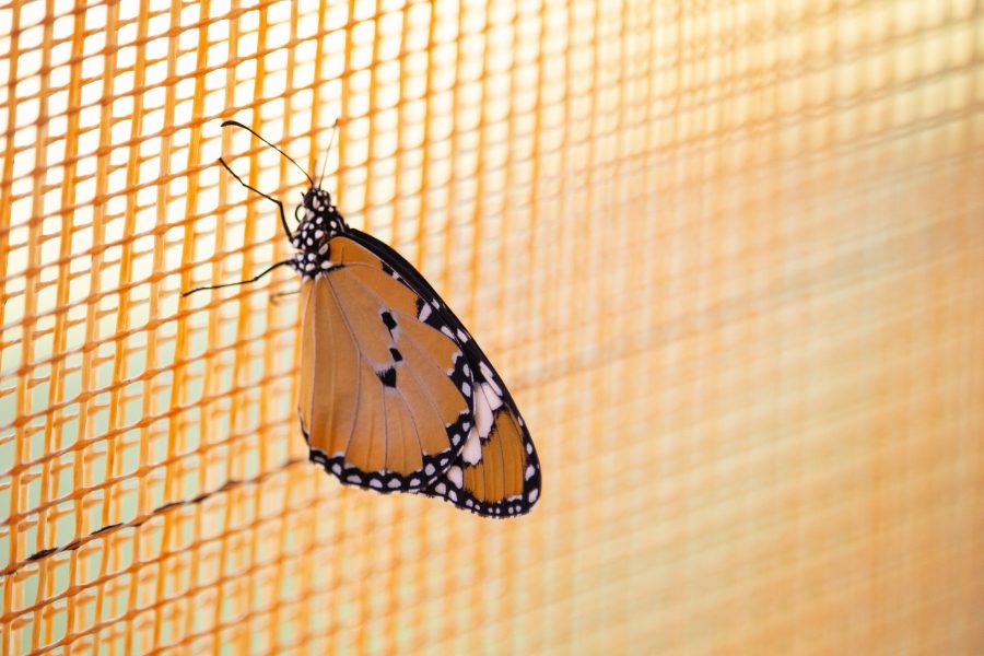 Pompás királylepke (Danaus plexippus)