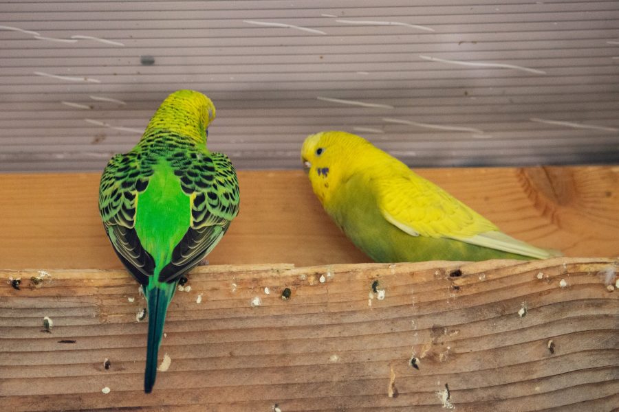 Színes madárkák a lepkeházban