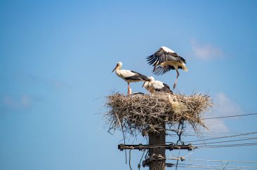 Fehér gólya - Erdélyi képek
