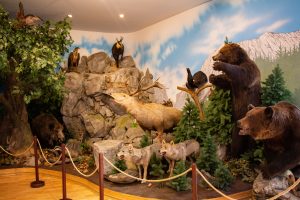 A Kárpát-medence állatai a Székelyföldi Vadászati Múzeumban