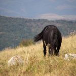 Legelő ló a Székelykő legtetején