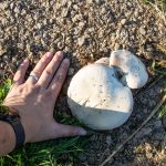 Mezei csiperke (Agaricus campestris)