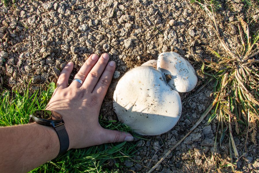 Mezei csiperke (Agaricus campestris)