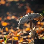 Nagy őzlábgomba (Macrolepiota procera)