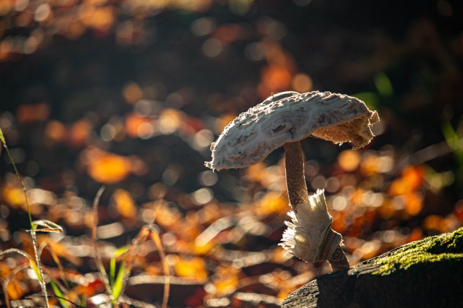 Nagy őzlábgomba (Macrolepiota procera)