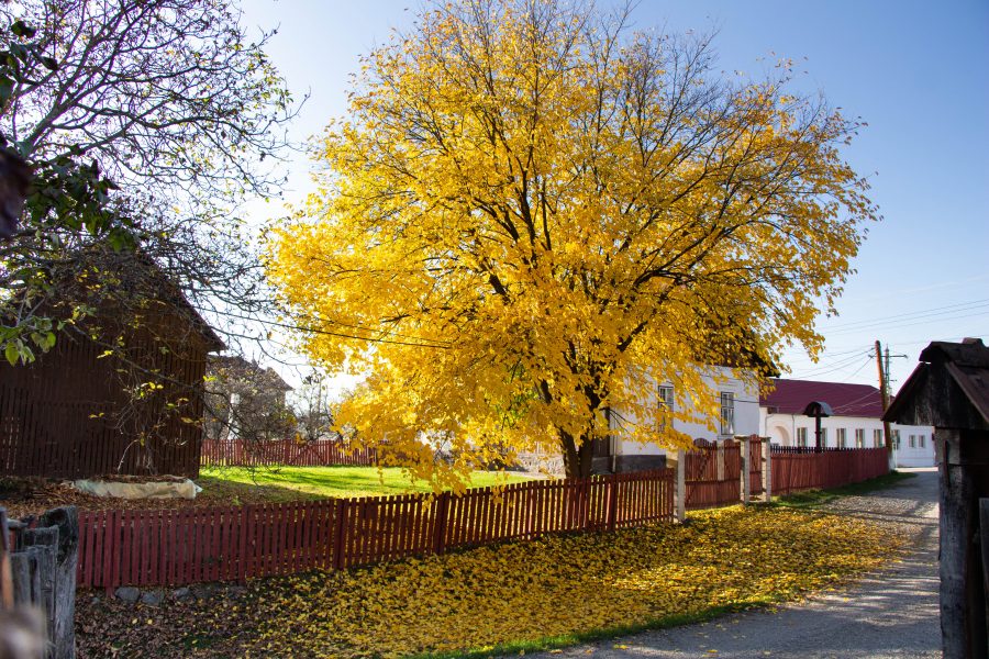 Őszi színekben pompázó fa