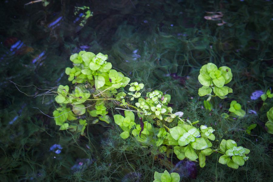 Növények a Termál-vízesés környezetében