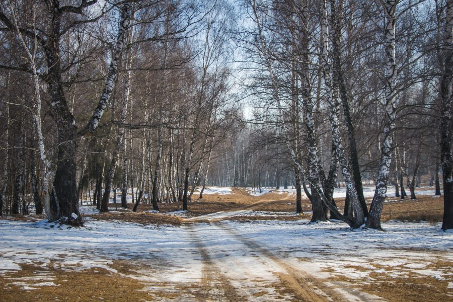 A táj névadója, a közönséges nyír