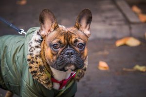 Francia Bulldog őszi színekben