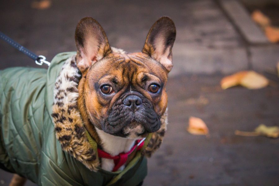 Francia Bulldog őszi színekben