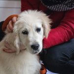 Gyönyörűszép, fehér Golden Retriever várja a társait