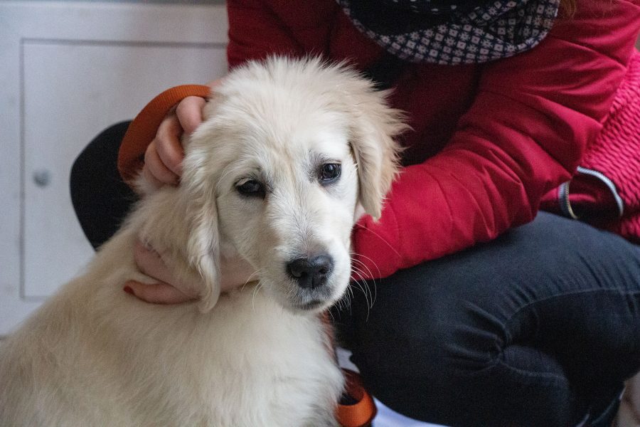 Gyönyörűszép, fehér Golden Retriever várja a társait