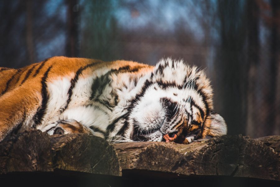 Tigris a Marosvásárhelyi Állatkertben