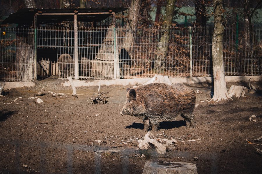 Vaddisznó a Marosvásárhelyi Állatkertben