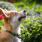 Floppy, az erdélyi Corgi