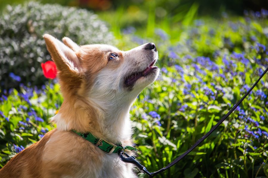 Floppy, az erdélyi Corgi